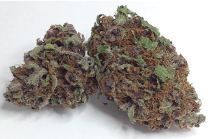 Blackberry Kush