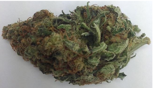 Dutch Treat
