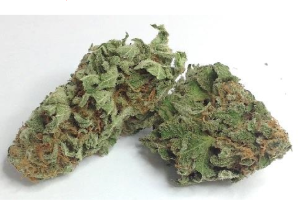 Jack Frost