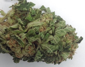 Kandy Kush